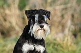 SCHNAUZER NAIN 060